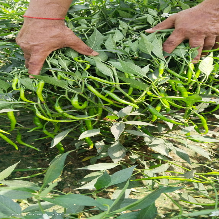 Sagar Mahima 2213 F1 Hybrid Chilli Seeds – thumb