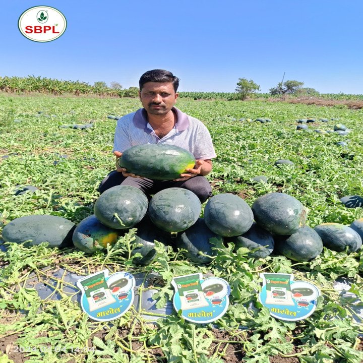 Sagar Marvel F1 Watermelon Seeds – thumb