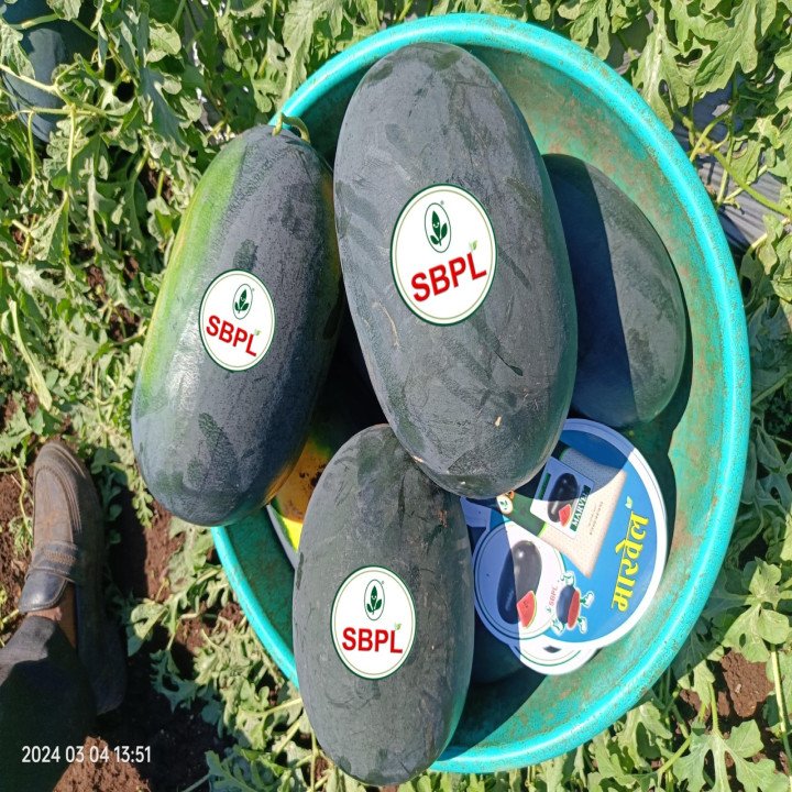 Sagar Marvel F1 Watermelon Seeds – thumb