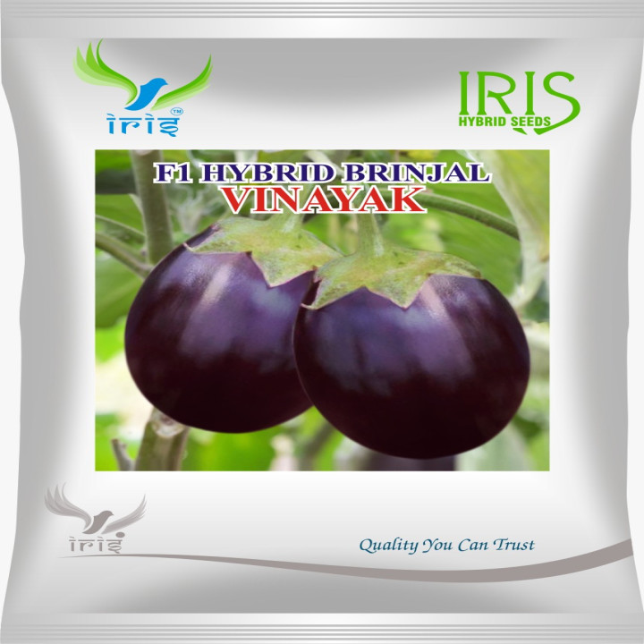 Iris Vinayak Brinjal Seeds