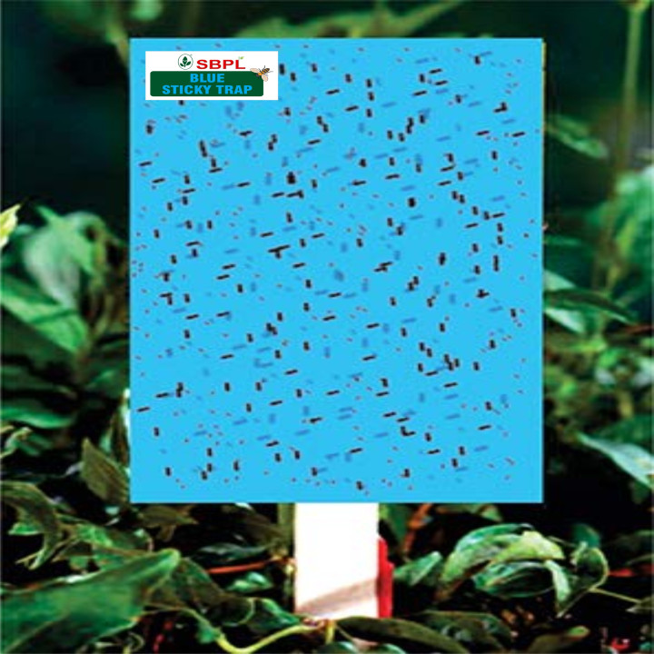 Sagar Sticky Trap (20PCS) – thumb