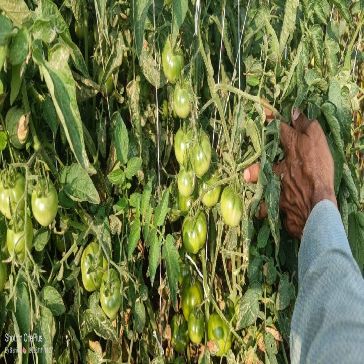Sagar Avi F1 Tomato Seeds – thumb