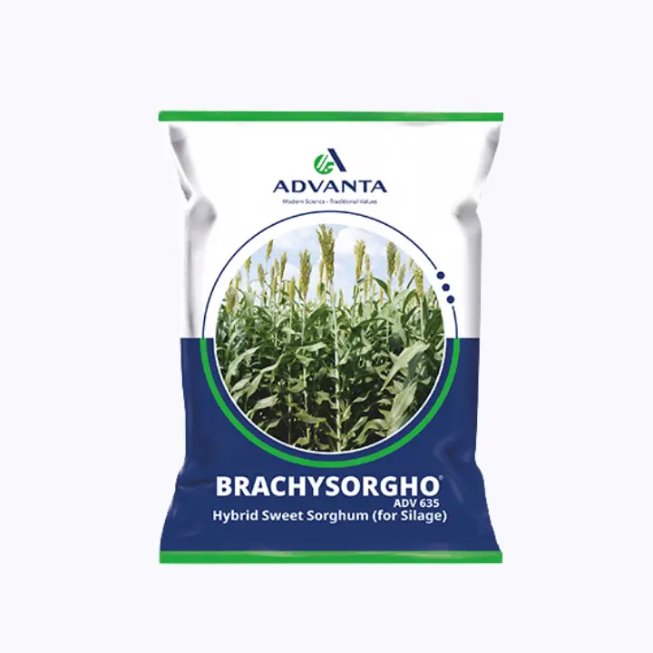 Advanta BrachySorgho Sweet Sorghum – main view