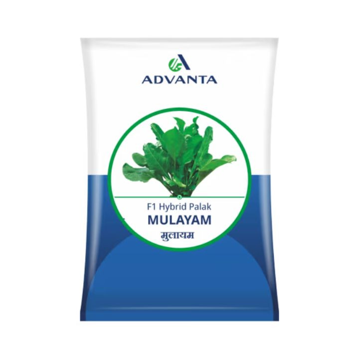 Advanta Mulayam F1 Hybrid Spinach Seeds