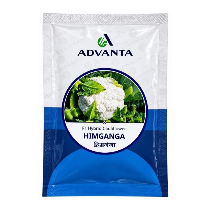 Advanta Himganga F1 Hybrid Cauliflower Seeds