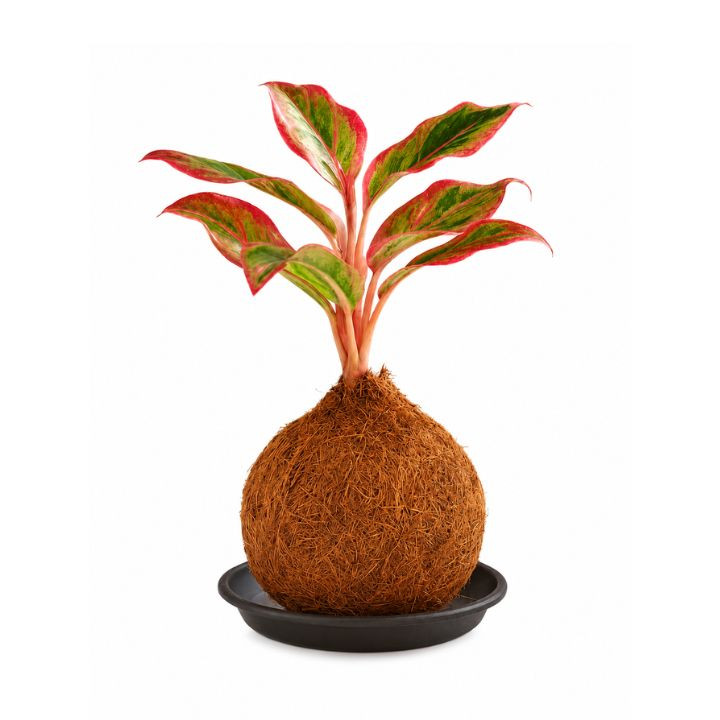 Aglaonema Lipstick Kokedama – Decorative Indoor Moss Ball Plant