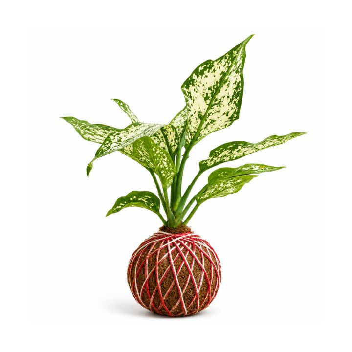 Aglaonema Snow White Kokedama – Decorative Indoor Moss Ball Plant