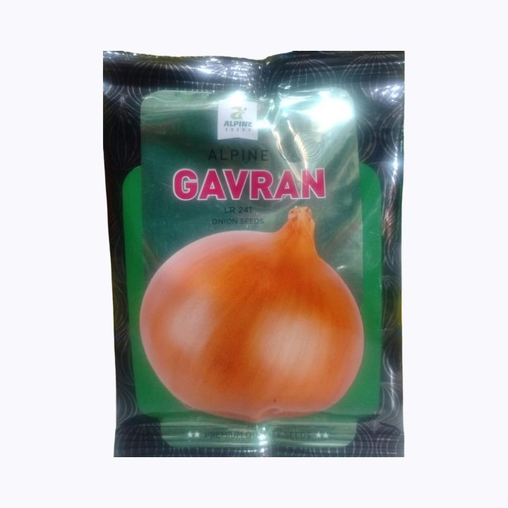Alpine Gavran LR 241 Onion Seeds