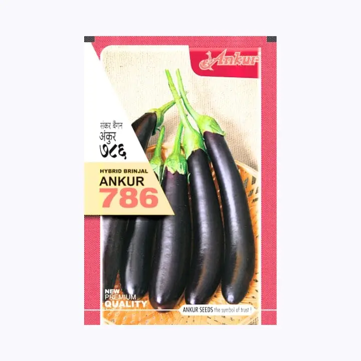 Ankur 786 Brinjal Seeds – main view