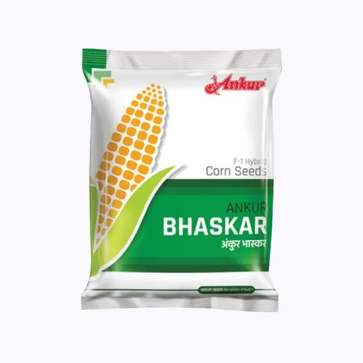Ankur Bhaskar Hybrid Maize Seeds