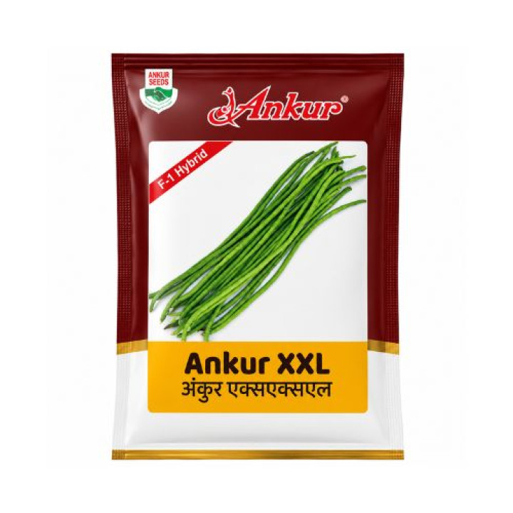Ankur Hybrid Lobia XXL Seeds