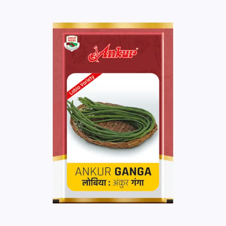 Ankur Lobia Ganga Cowpea Seeds – main view