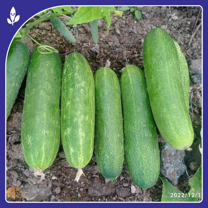 Sagar Avani Cucumber Seeds – thumb