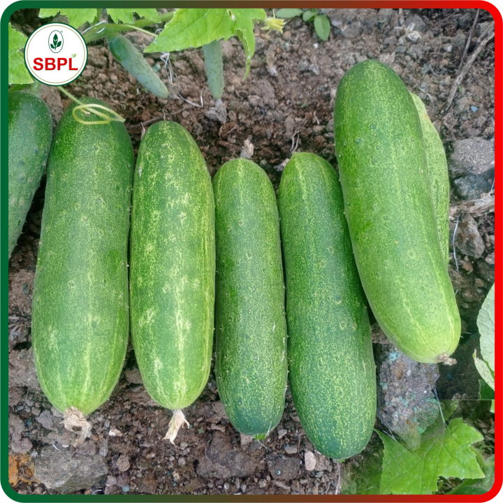 Sagar Avani Cucumber Seeds – thumb