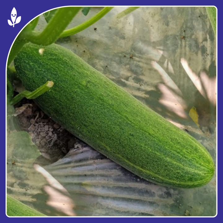 Sagar Avani Cucumber Seeds – thumb