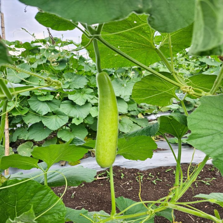 Sagar Rasili F1 Bottle Gaurd Seeds – thumb
