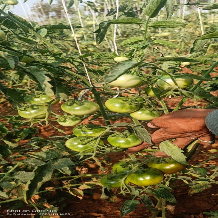 Sagar Avi F1 Tomato Seeds – thumb