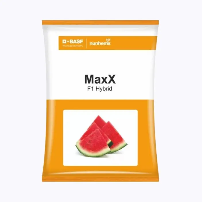 BASF Nunhems Maxx Watermelon Seeds – main view