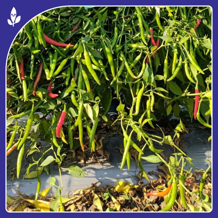 Sagar Brahma F1 Chilli Hybrid Seeds – thumb