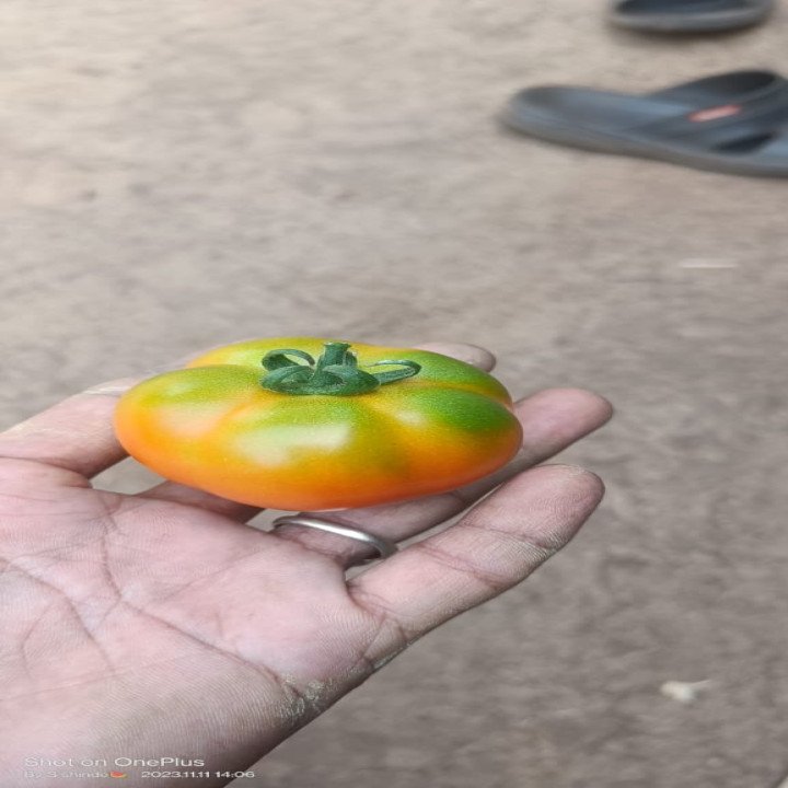 Sagar Avi F1 Tomato Seeds – thumb