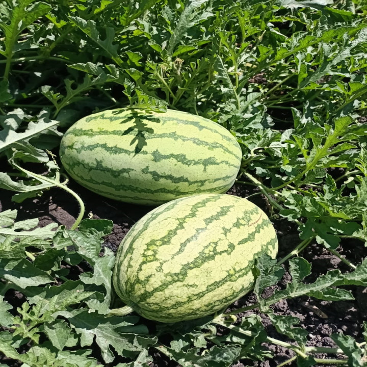 Sagar Turbo Watermelon Seeds – thumb