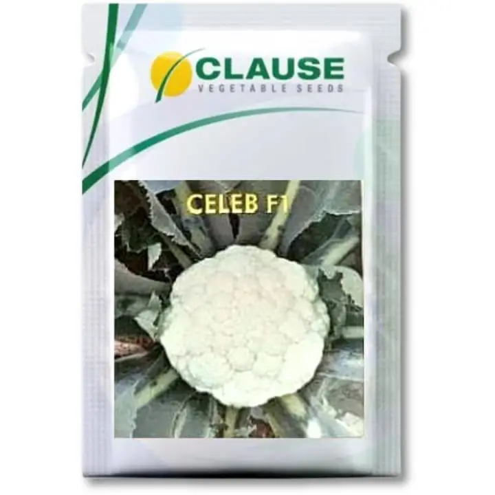 Clause Celeb F1 Cauliflower Seeds – main view