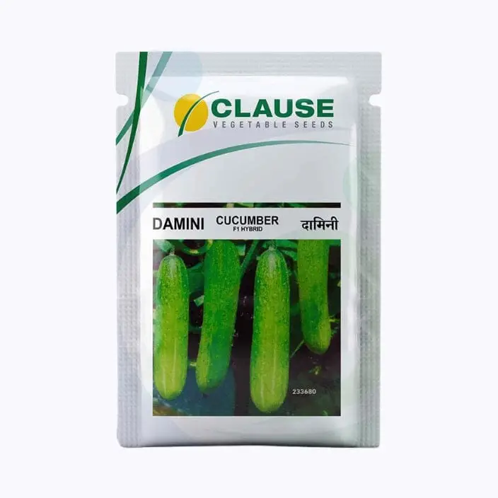 Clause Damini Cucumber Seeds – main view