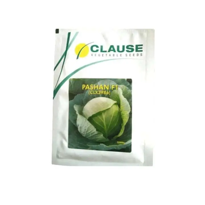 Clause Pashan CLX3986 Cabbage Seeds – main view