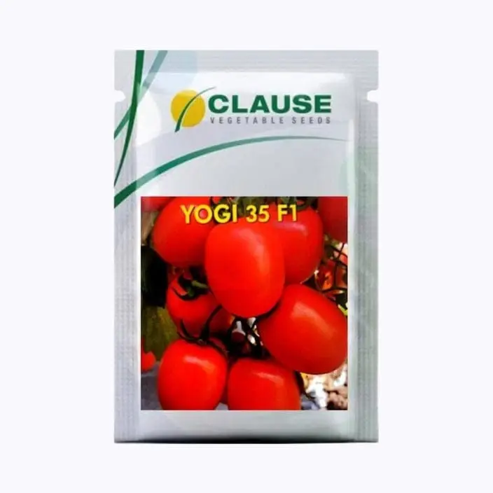 Clause Yogi-35 Tomato Seeds – main view