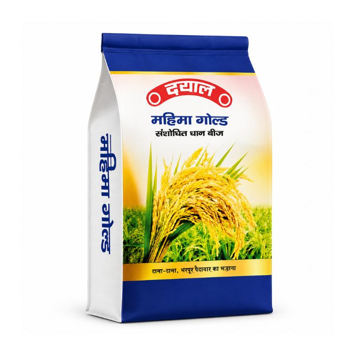 Dayal Mahima Gold Paddy Seeds