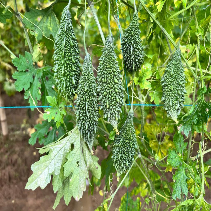 Sagar 305 Bittergourd Seeds – thumb