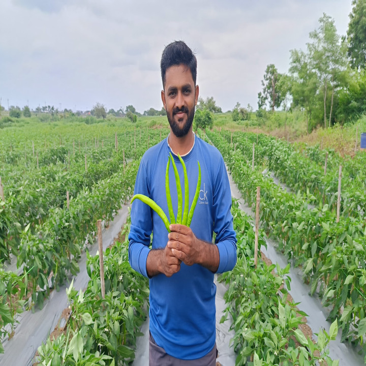 Sagar Prachi Chilli (Mirchi) Seeds – thumb