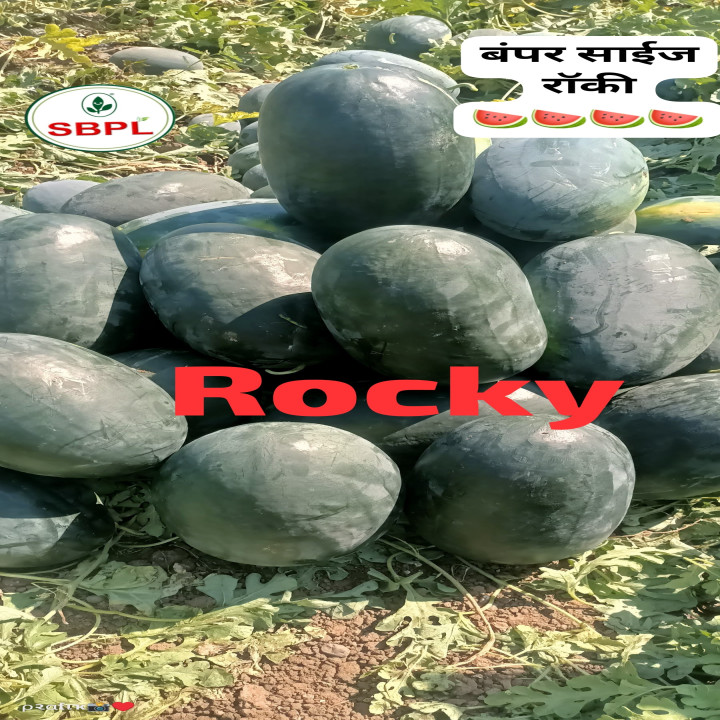 Sagar Rocky F1 Watermelon(50g) – thumb