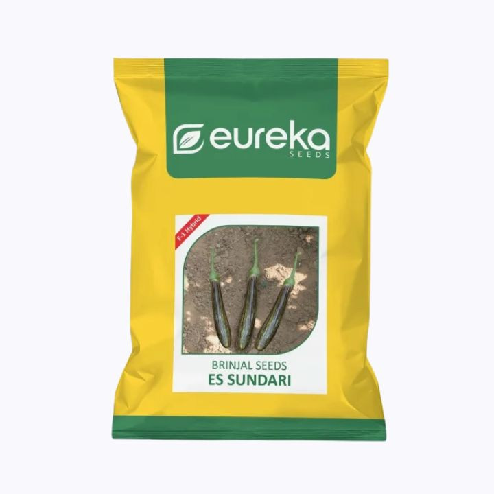 Eureka Brinjal ES Sundari F1 Hybrid Seeds