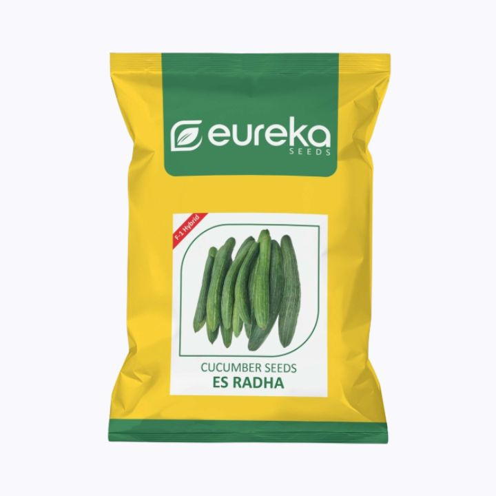 Eureka Radha Improved Cucumber ES Seeds