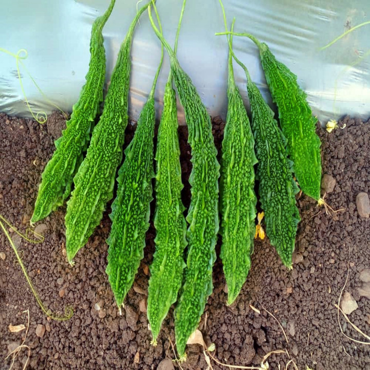 Sagar Tarika Bitter Gourd Seeds – thumb