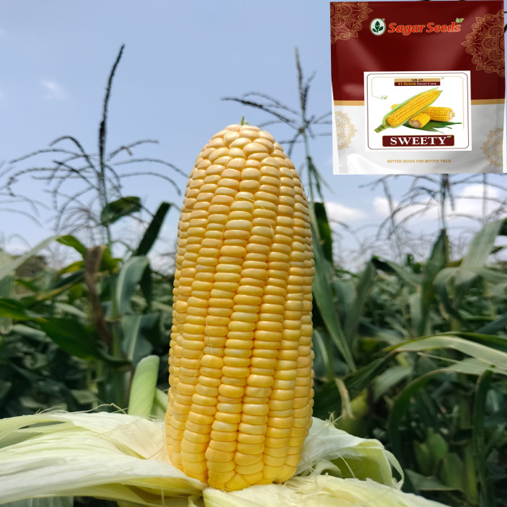 Sagar Sweety F1 Hybrid Sweet Corn Seeds – thumb