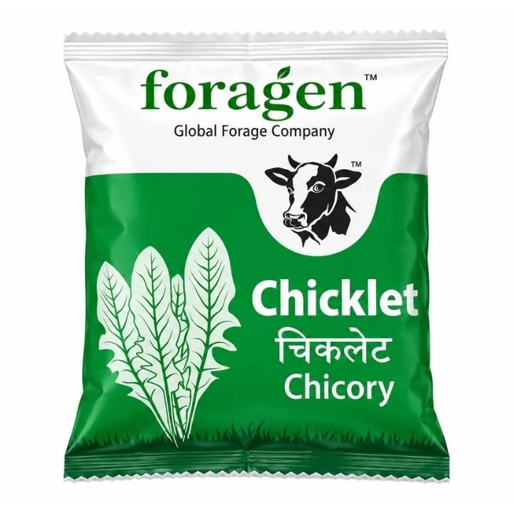 Foragen Chicklet Chicory Fodder Seeds