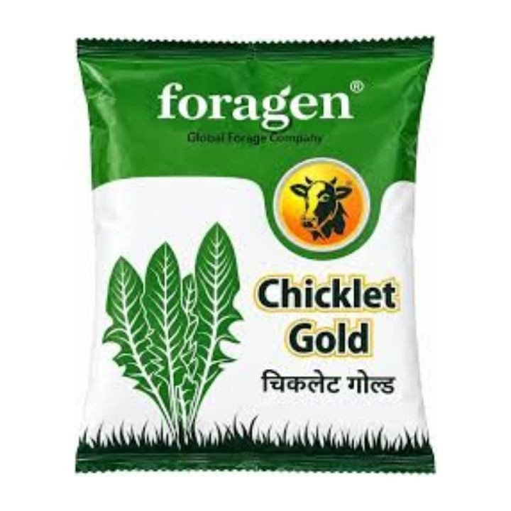 Foragen Chicklet Gold Chicory Forage Seeds