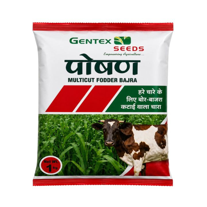 Gentex Poshak Millet Fodder Bajra Seeds