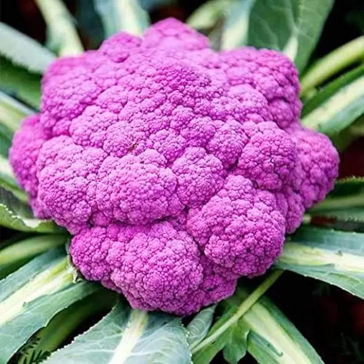 Golden Hills Di Sicilia Violetto Purple Cauliflower