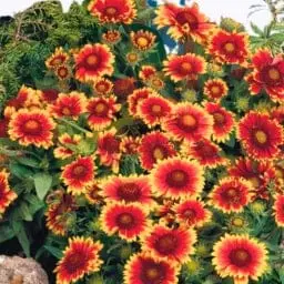 Golden Hills Gaillardia Aristata Mix  Flower Seeds – main view