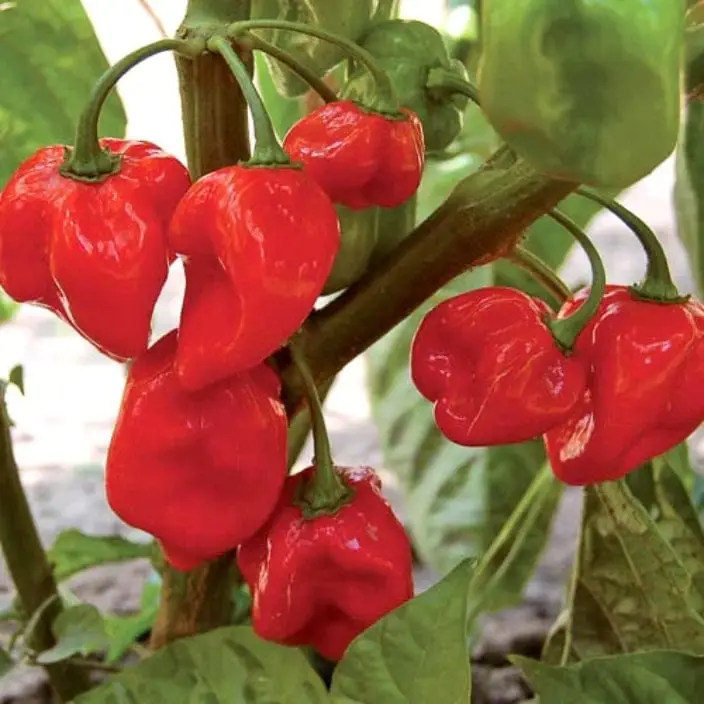 Golden Hills Red Habanero Pepper (Chilli) Seeds