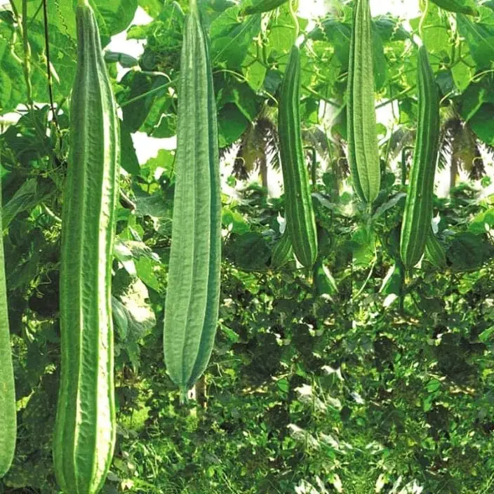 Golden Hills Ridge Gourd (Turai) Seeds