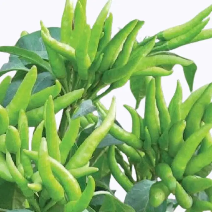 Golden Hills Suraj Mukhi Bengali Hot Pepper Seeds – main view