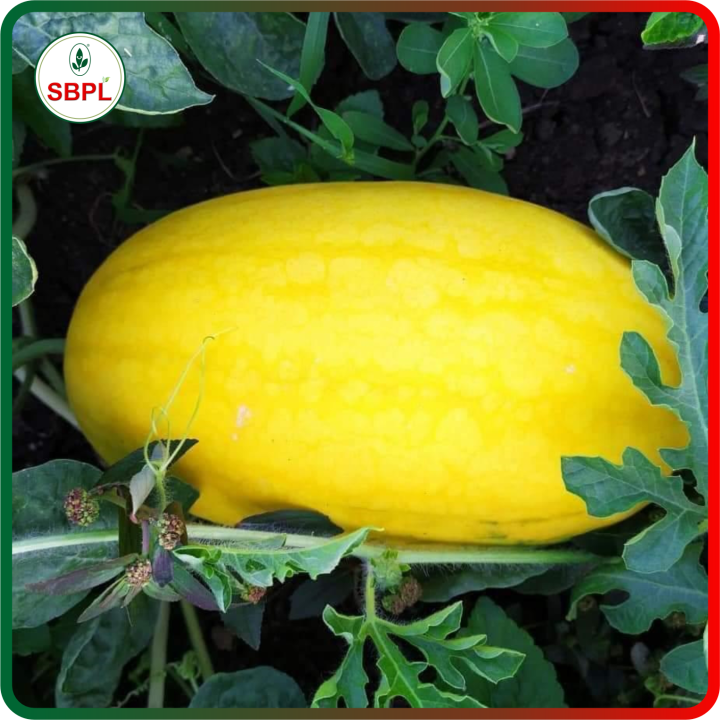 Sagar Golden King (Yellow) Watermelon Seeds – thumb