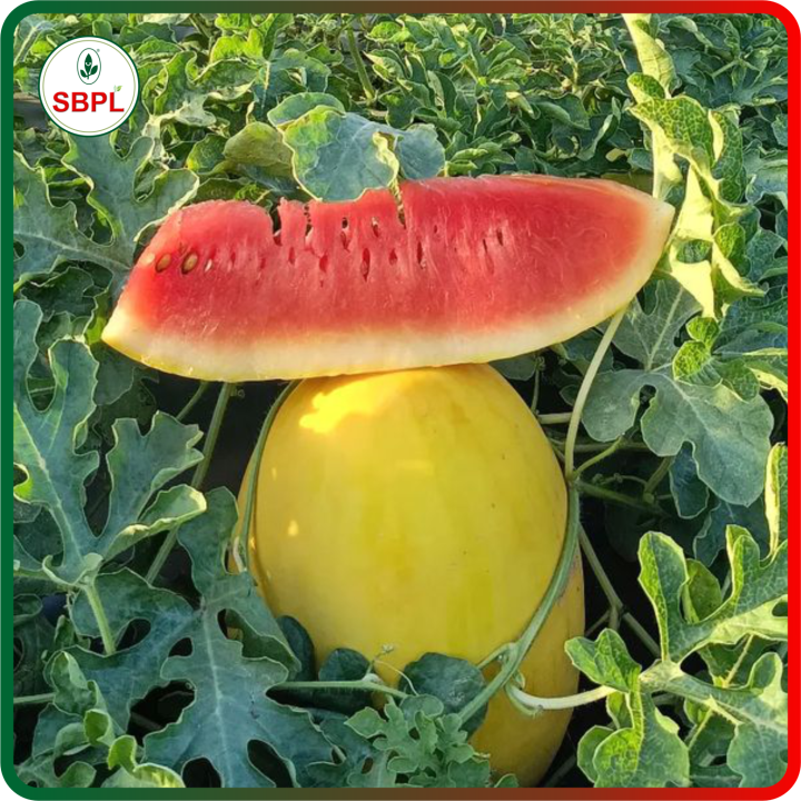 Sagar Golden King (Yellow) Watermelon Seeds – thumb