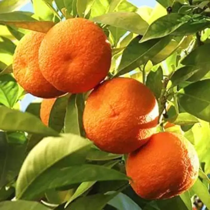 Grafted Nagpur Orange Plant – main view