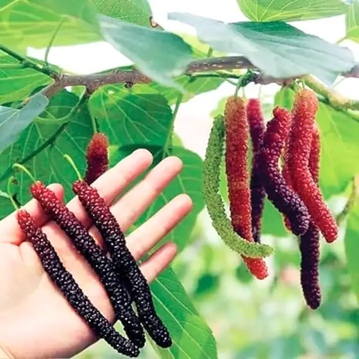 Grafted Pakistan Long Mulberry Plant