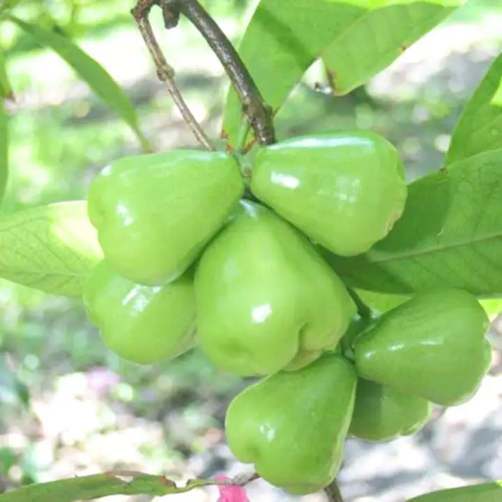 Green Water Apple Plant